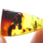Rare Fungus Gnat And Breached Millipede In Dominican Amber