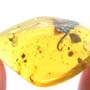 Rare Fungus Gnat With One Egg And Millipede In Dominican Amber