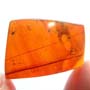 Rare Fungus Gnat With One Egg In Dominican Amber