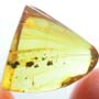 Rare Fungus Gnat With Threee Eggs In Dominican Amber