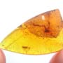 Rare Fungus Gnat With Four In Dominican Amber