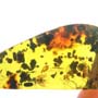 Rare Fungus Gnat With Eight Eggs And Roach In Dominican Amber