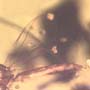 Rare Fungus Gnat With Eight Eggs And Roach In Dominican Amber