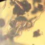 Rare Fungus Gnat With Eight Eggs And Roach In Dominican Amber