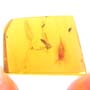 Rare Fungus Gnat With Beetle And Gall Midge Clinging On It And Barklouse In Dominican Amber