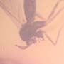 Rare Fungus Gnat With Beetle And Gall Midge Clinging On It And Barklouse In Dominican Amber