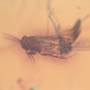 Rare Fungus Gnat With Beetle And Gall Midge Clinging On It And Barklouse In Dominican Amber