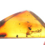 Rare Fungus Gnat With Bunch Of Eggs In Dominican Amber