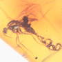 Rare Fungus Gnat With Bunch Of Eggs In Dominican Amber