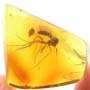 Rare Fungus Gnat With Bunch Of Eggs In Dominican Amber