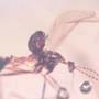 Rare Fungus Gnat With Mite Clinging On It In Dominican Amber