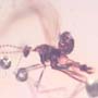 Rare Fungus Gnat With Mite Clinging On It In Dominican Amber
