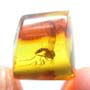 Rare Fungus Gnat With Mite Near Its Leg In Dominican Amber
