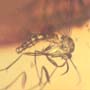 Rare Fungus Gnat With Mite Near Its Leg In Dominican Amber