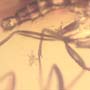 Rare Fungus Gnat With Mite Near Its Leg In Dominican Amber