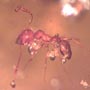 Rare Gall Gnat With Two Eggs, Worker Ant, Gall Midge, Spider, Two Humpbacked Flies, Thrip, Ghost Of Long Legged Fly And Leaf In Dominican Amber