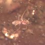 Rare Gall Gnat With Two Eggs, Worker Ant, Gall Midge, Spider, Two Humpbacked Flies, Thrip, Ghost Of Long Legged Fly And Leaf In Dominican Amber