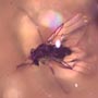 Rare Gall Gnat With Two Eggs, Worker Ant, Gall Midge, Spider, Two Humpbacked Flies, Thrip, Ghost Of Long Legged Fly And Leaf In Dominican Amber