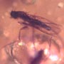 Rare Gall Gnat With Two Eggs, Worker Ant, Gall Midge, Spider, Two Humpbacked Flies, Thrip, Ghost Of Long Legged Fly And Leaf In Dominican Amber