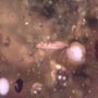 Rare Gall Gnat With Two Eggs, Worker Ant, Gall Midge, Spider, Two Humpbacked Flies, Thrip, Ghost Of Long Legged Fly And Leaf In Dominican Amber