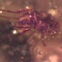 Rare Gall Gnat With Two Eggs, Worker Ant, Gall Midge, Spider, Two Humpbacked Flies, Thrip, Ghost Of Long Legged Fly And Leaf In Dominican Amber