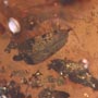 Rare Gall Gnat With Two Eggs, Worker Ant, Gall Midge, Spider, Two Humpbacked Flies, Thrip, Ghost Of Long Legged Fly And Leaf In Dominican Amber
