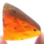 Rare Gall Midge With Ten Eggs And Two Horseshoe Crab Beetle In Dominican Amber