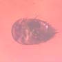 Rare Gall Midge With Ten Eggs And Two Horseshoe Crab Beetle In Dominican Amber