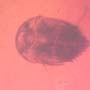 Rare Gall Midge With Ten Eggs And Two Horseshoe Crab Beetle In Dominican Amber