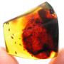 Rare Swarm Of Globular Springtails In Dominican Amber