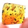 Rare Gnat Bug, Black Scavenger Fly And Male Ant In Dominican Amber