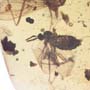 Rare Gnat Bug, Black Scavenger Fly And Male Ant In Dominican Amber