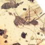 Rare Gnat Bug, Black Scavenger Fly And Male Ant In Dominican Amber