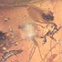 Rare Gnat Bug, Three Fungus Gnats And Scuttle Fly In Dominican Amber