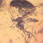 Rare Gnat Bug, Three Fungus Gnats And Scuttle Fly In Dominican Amber
