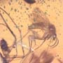Rare Gnat Bug, Three Fungus Gnats And Scuttle Fly In Dominican Amber