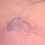 Rare Gnat Bug, Three Fungus Gnats And Scuttle Fly In Dominican Amber