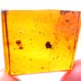 Rare Gnat Bug And Worker Termite In Dominican Amber