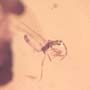 Rare Gnat Bug And Worker Termite In Dominican Amber