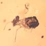 Rare Gnat Bug And Worker Termite In Dominican Amber
