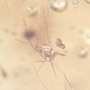 Rare Gnat Bug And Gall Midge In Dominican Amber