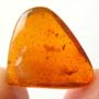 Rare Assasin Bug In Dominican Amber