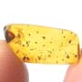 Rare Gnat Bug In Dominican Amber