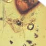 Rare Gnat Bug In Dominican Amber
