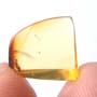 Rare Gnat Bug In Dominican Amber