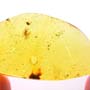 Rare Gnat Bug In Dominican Amber