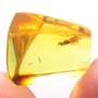 Rare Gnat Bug In Dominican Amber