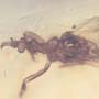 Rare Gnat Bug In Dominican Amber