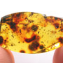 Rare Gnat Bug In Dominican Amber