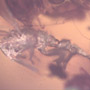 Rare Gnat Bug In Dominican Amber